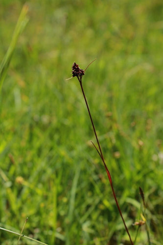 Luzula sudetica (Luzula sudetica)