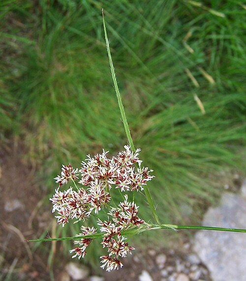 Great woodrush: Luzula silvatica (pl. kosmatka olbrzymia), habitat: Tatra Mountains , Królowa Rówień