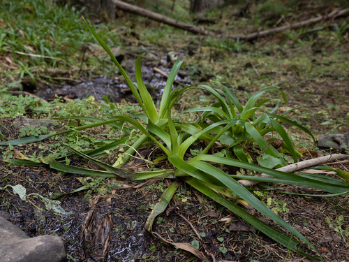 Great woodrush (Luzula sylvatica)