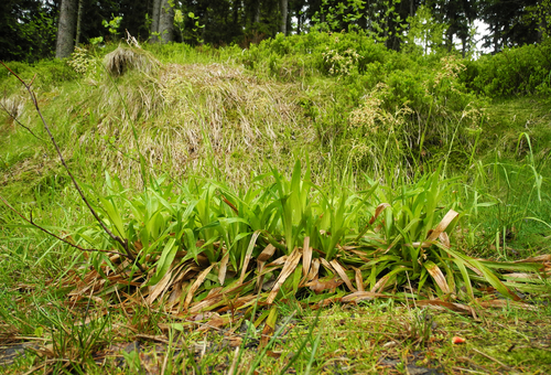 Great woodrush (Luzula sylvatica)