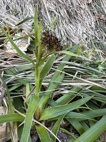 Great woodrush (Luzula sylvatica)
