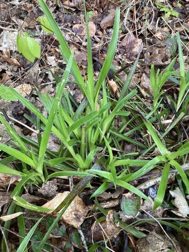 Great woodrush (Luzula sylvatica)
