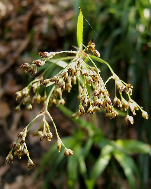 Great woodrush: Great wood rush