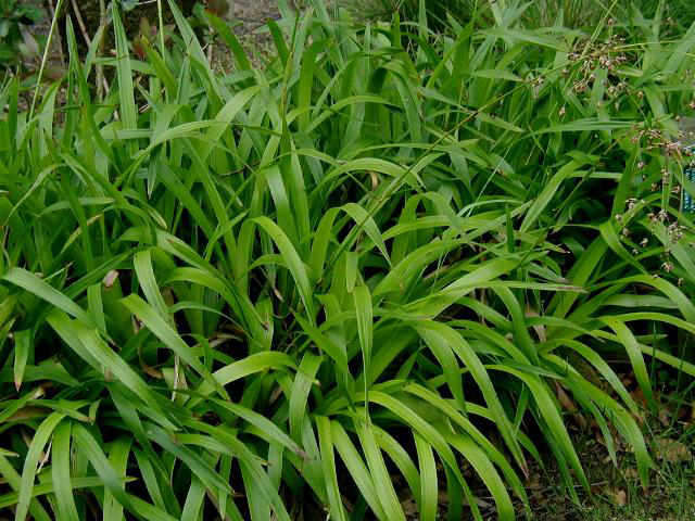 Great woodrush (Luzula sylvatica)