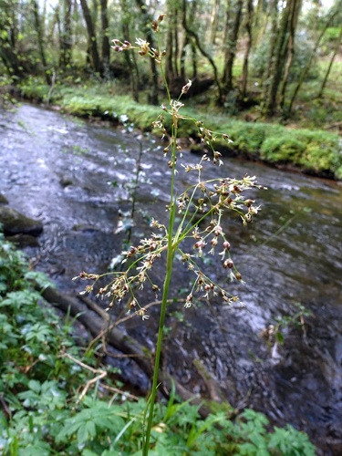 Great woodrush (Luzula sylvatica)