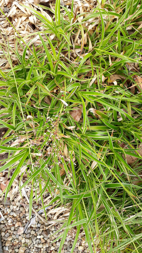 Great woodrush (Luzula sylvatica)