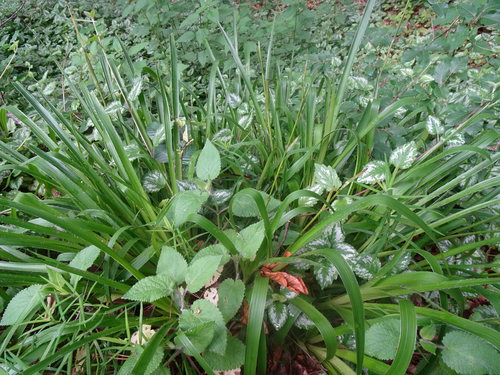 Great woodrush (Luzula sylvatica)