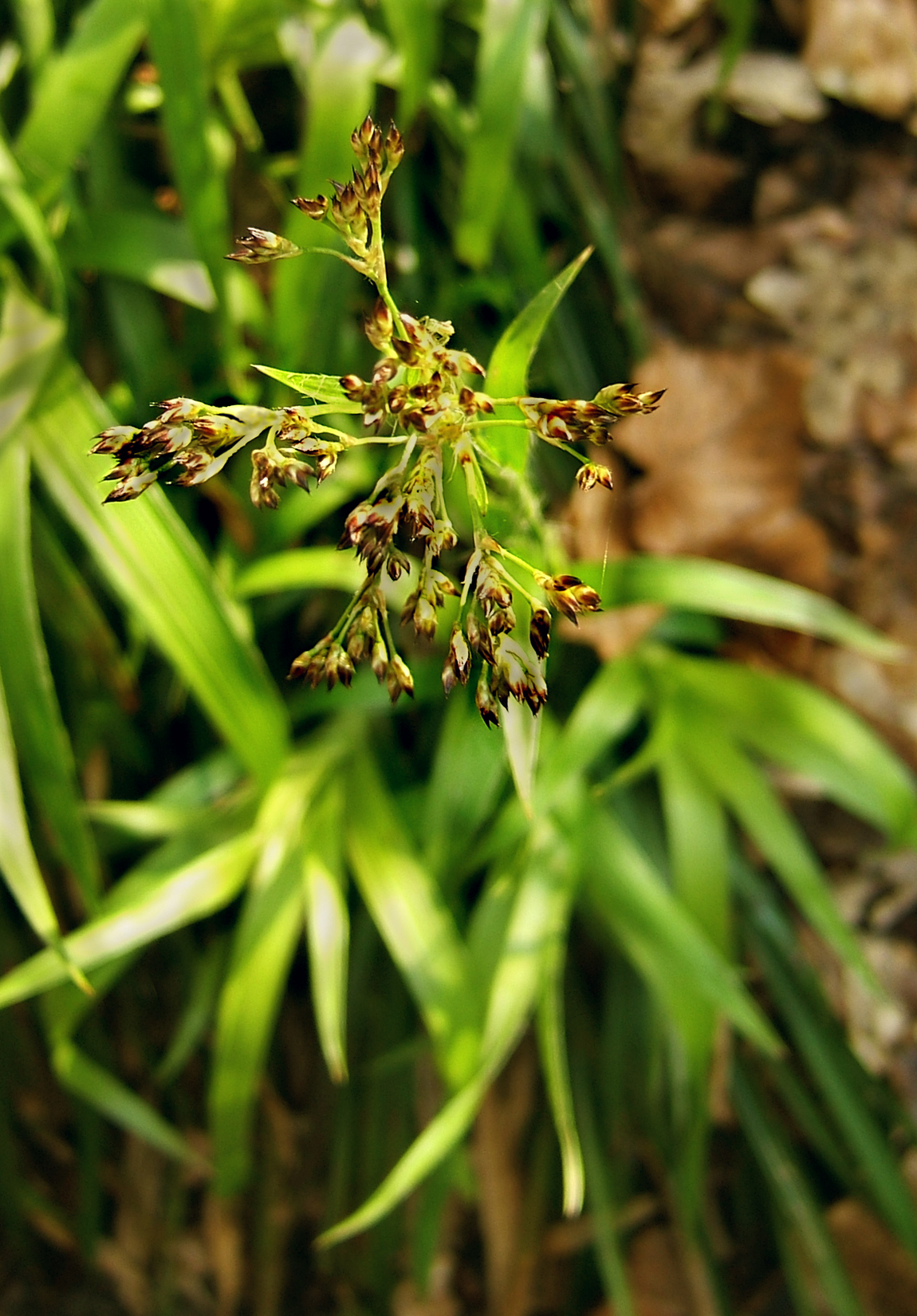 Great woodrush: Great wood rush