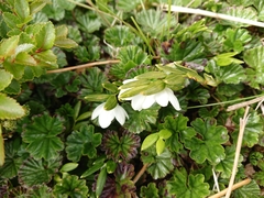 Luzuriaga marginata (Luzuriaga marginata)