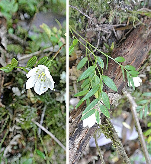 Luzuriaga marginata: An epiphytic herb of the Alstroemeriaceae, attaching to tree bark in southern Chile. The indigenous name is Quilineja.