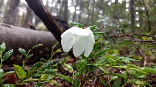 Luzuriaga marginata (Luzuriaga marginata)