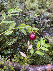 Luzuriaga marginata (Luzuriaga marginata)