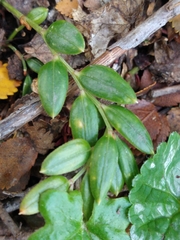 Luzuriaga marginata (Luzuriaga marginata)