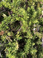 Luzuriaga marginata (Luzuriaga marginata)