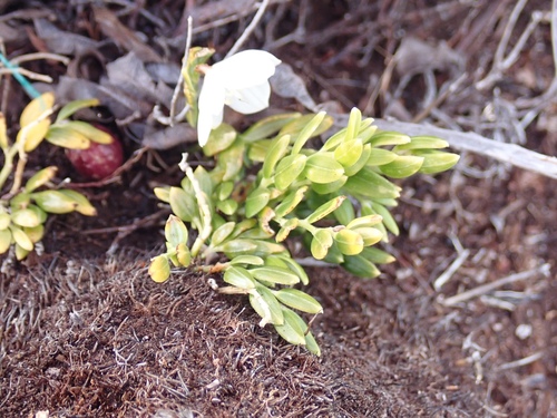 Luzuriaga marginata (Luzuriaga marginata)