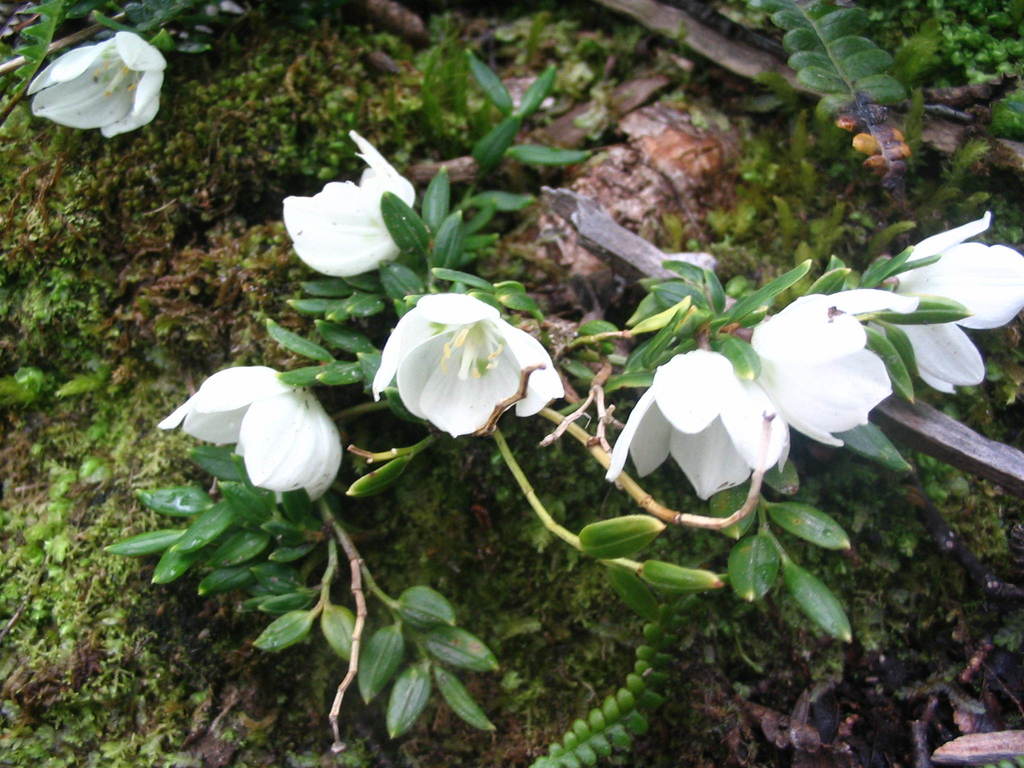 Luzuriaga marginata (Luzuriaga marginata)