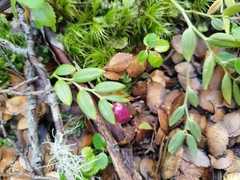 Luzuriaga marginata (Luzuriaga marginata)