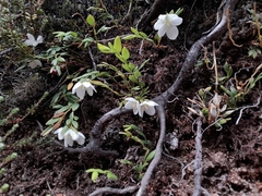 Luzuriaga marginata (Luzuriaga marginata)