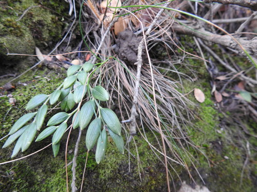Luzuriaga marginata (Luzuriaga marginata)