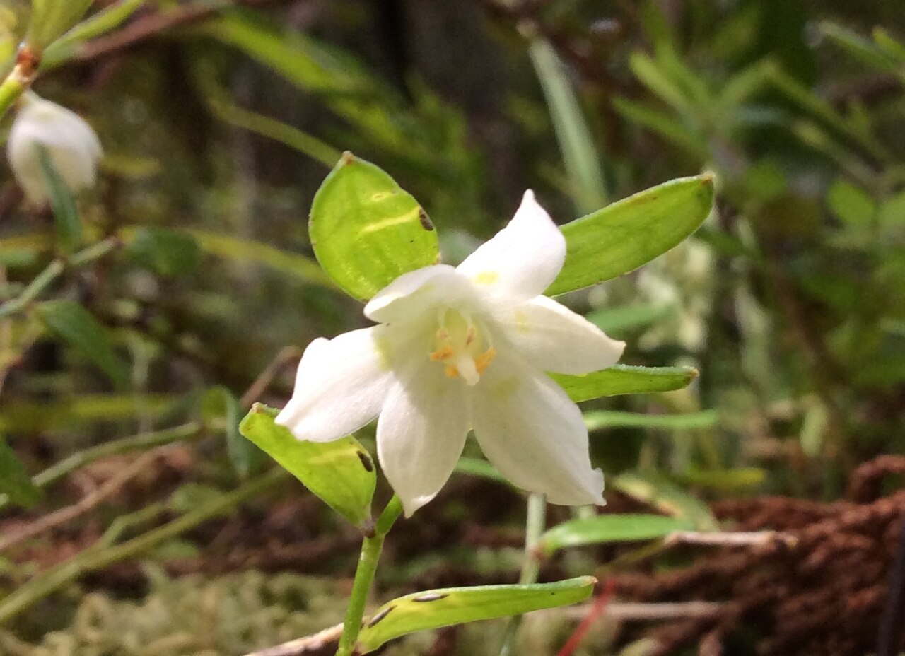 Luzuriaga parviflora: Flowering Landern Berry (Luzuriaga parviflora) on Ulva Island, New Zealand