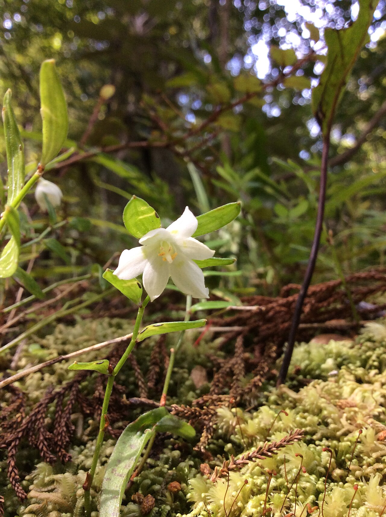 Luzuriaga parviflora: Flowering Landern Berry (Luzuriaga parviflora) on Ulva Island, New Zealand
