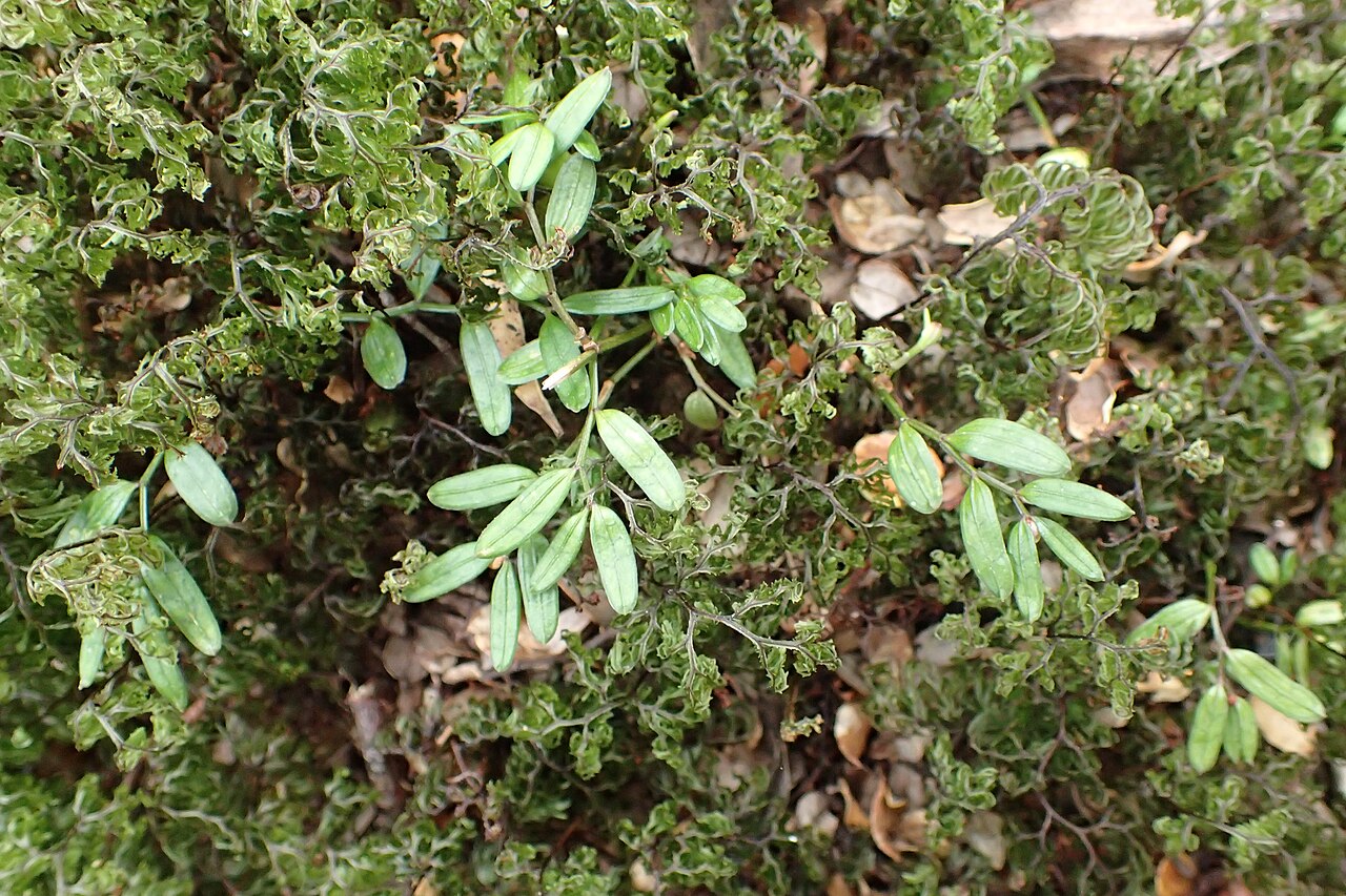 Luzuriaga parviflora: Luzuriaga parviflora in Whakapapa, Waikato