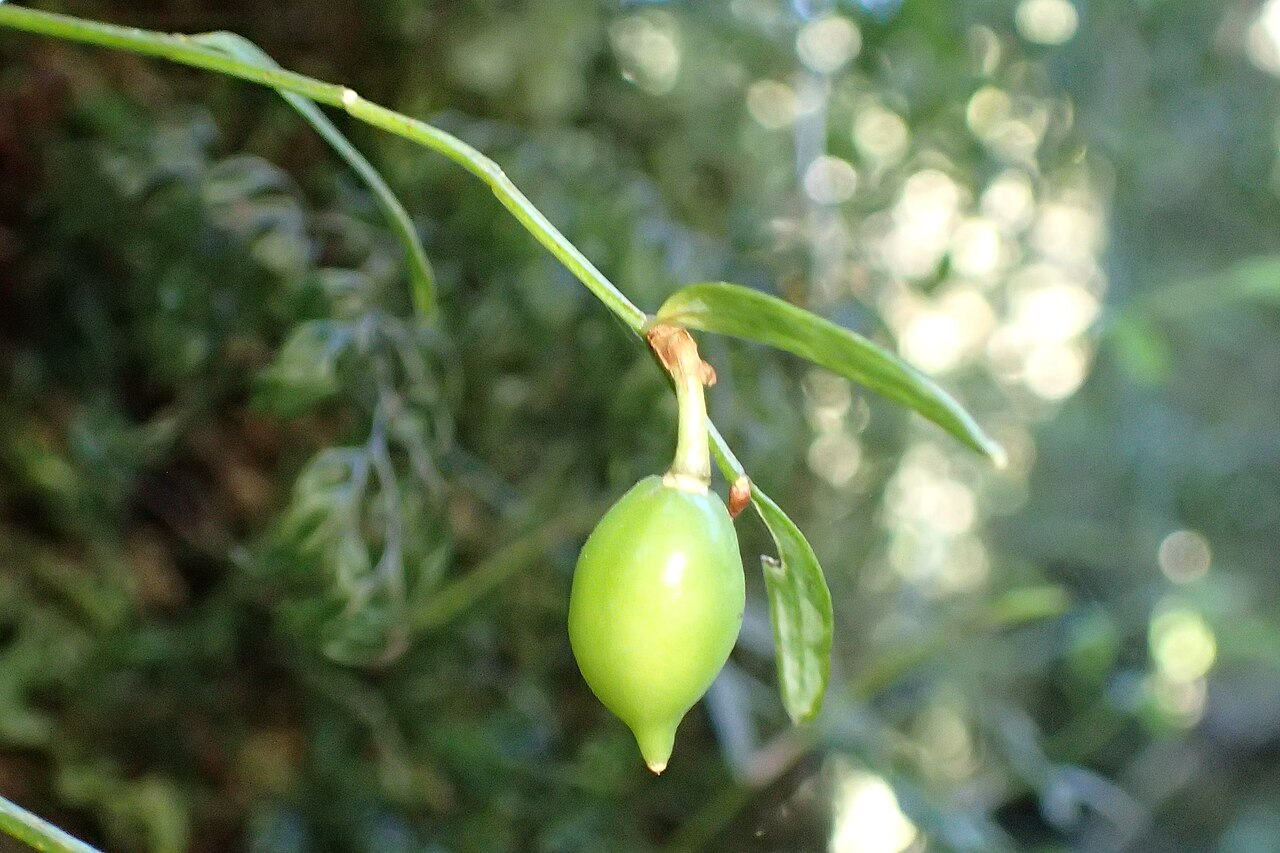 Luzuriaga parviflora: Luzuriaga parviflora at Lake Marian Trail, Southland