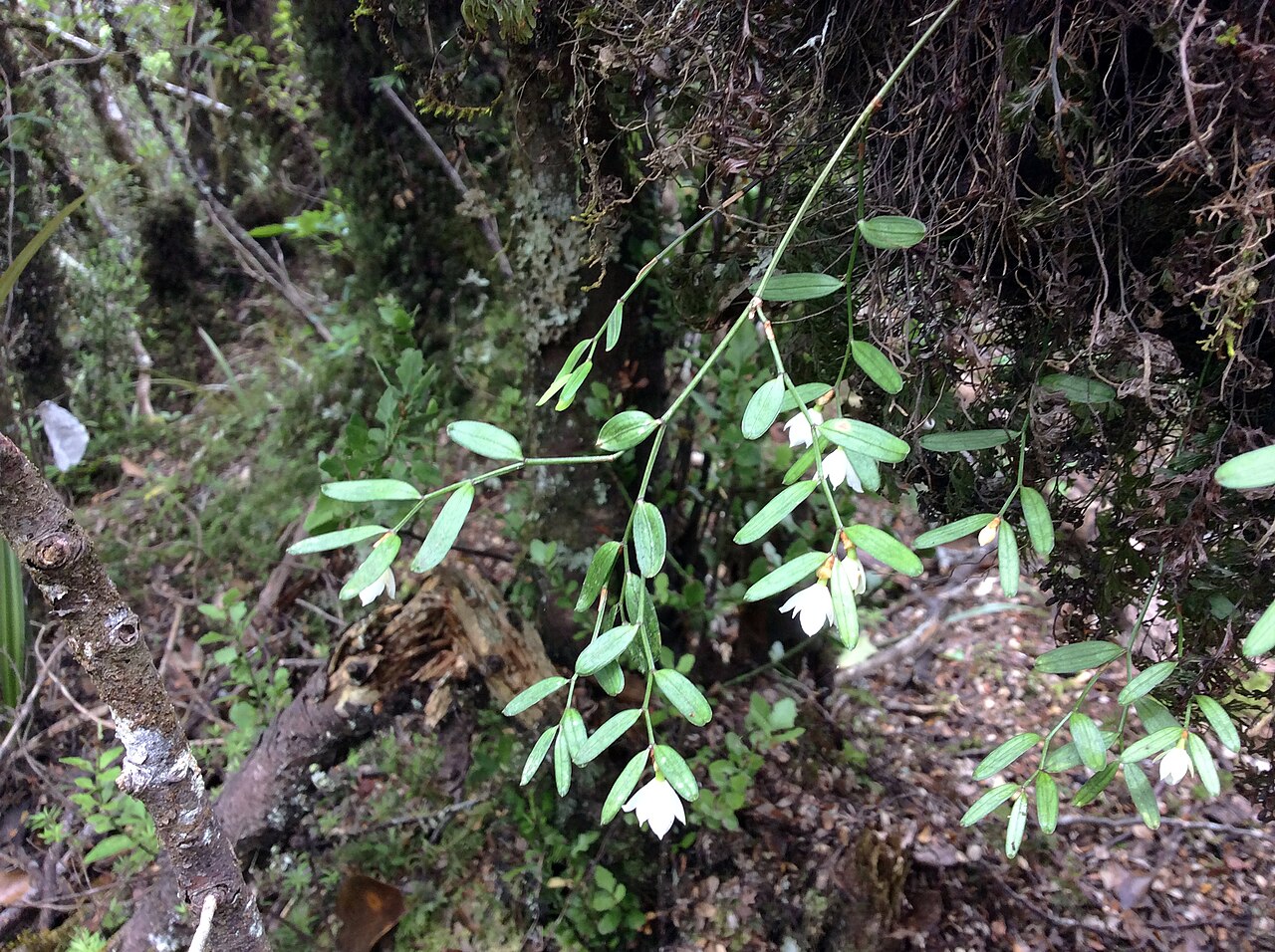 Luzuriaga parviflora: Flowering Lantern Berry (Luzuriaga parviflora) near Whakapapa, North Island, New Zealand