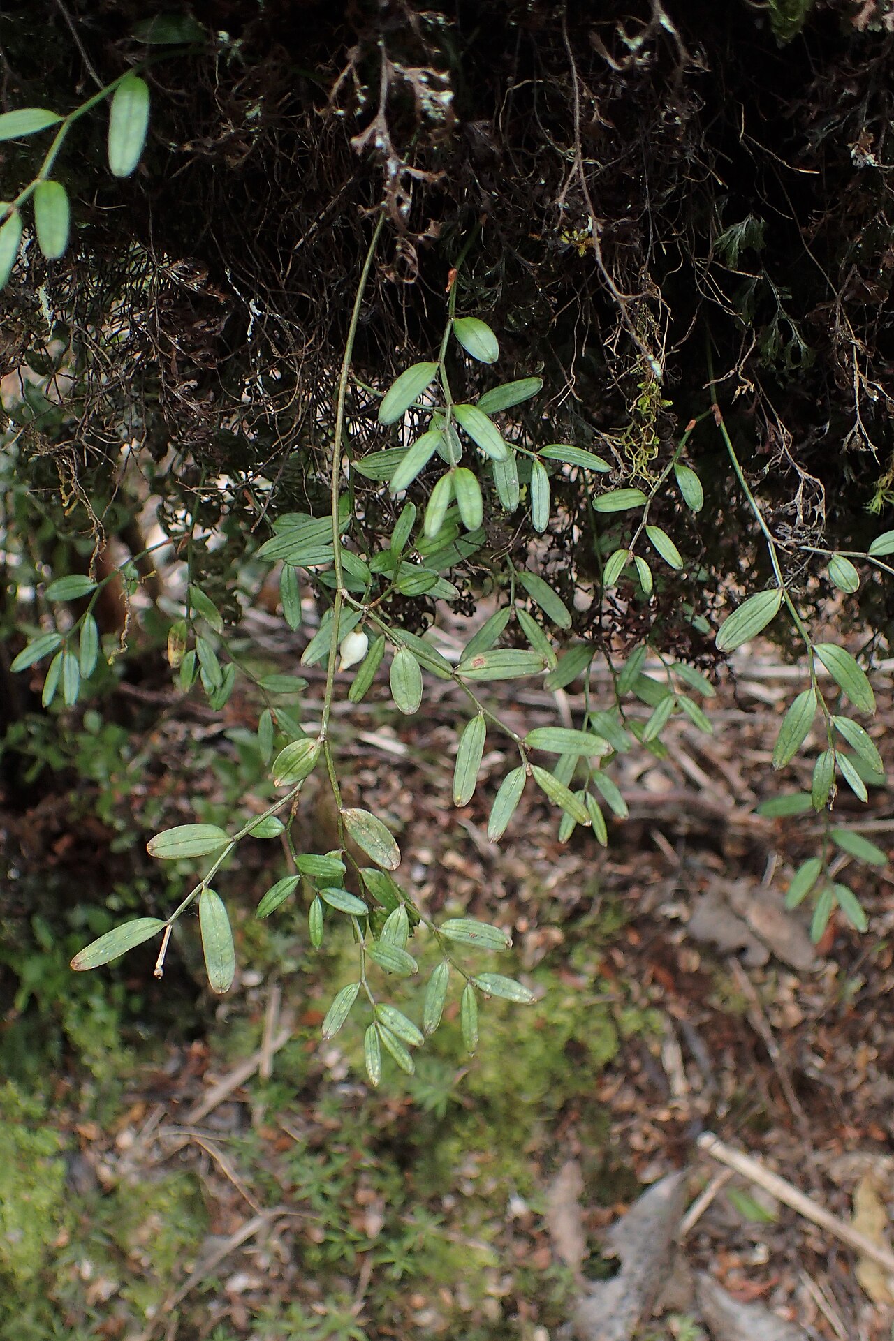 Luzuriaga parviflora: Luzuriaga parviflora in Whakapapa, Waikato