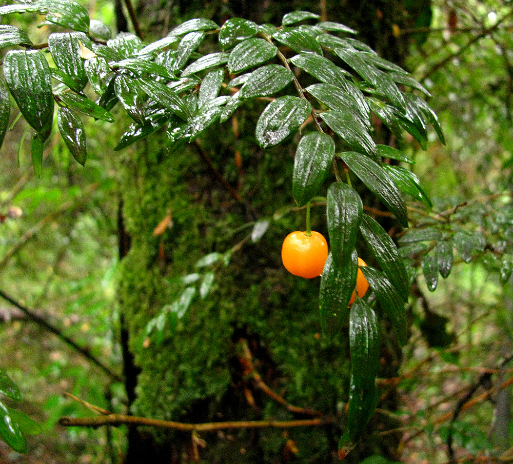 Luzuriaga polyphylla: Luzuriaga polyphylla