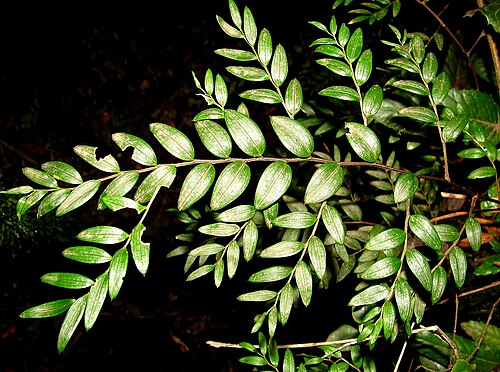 Luzuriaga polyphylla: Luzuriaga polyphylla - leaves