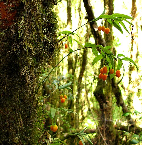 Luzuriaga radicans: Luzuriaga radicans at Valdivia, Los Rios, Chile