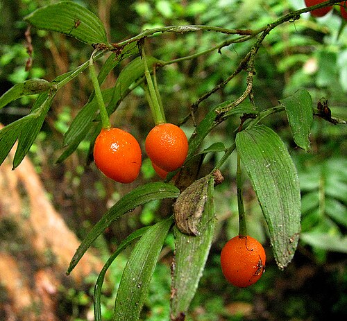 Luzuriaga radicans: Luzuriaga radicans - fruits