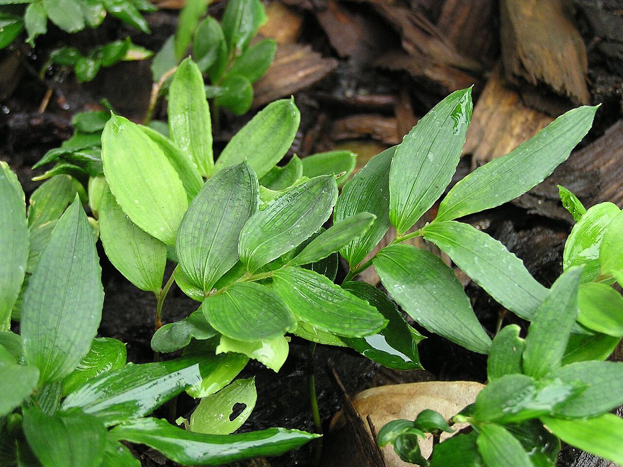 Luzuriaga radicans: Thats what i have it named as please give your opinions.