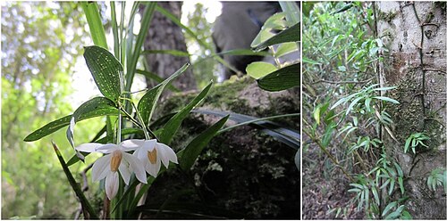 Luzuriaga radicans: Figure 4c Luzuriaga radicans