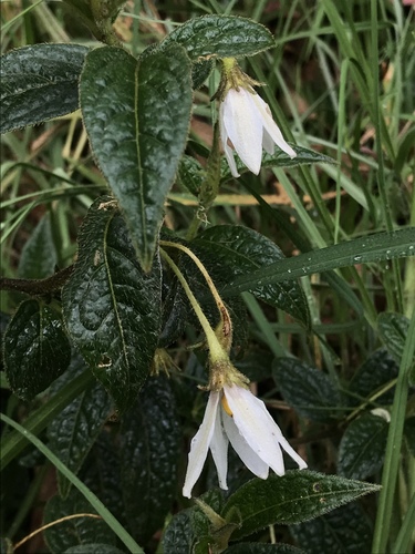 Lycianthes acutifolia (Lycianthes acutifolia)