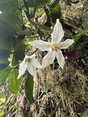 Lycianthes acutifolia (Lycianthes acutifolia)