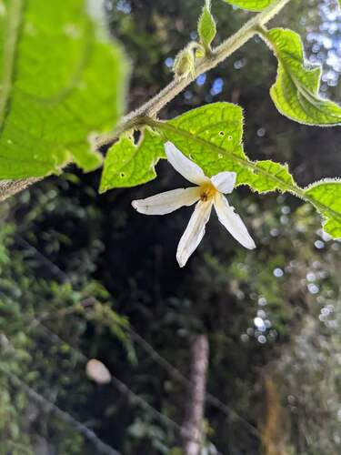Lycianthes acutifolia (Lycianthes acutifolia)