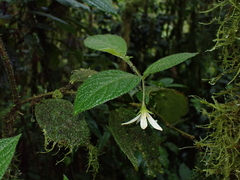 Lycianthes acutifolia (Lycianthes acutifolia)