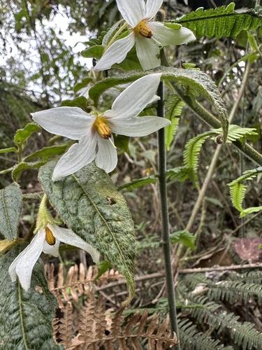 Lycianthes acutifolia (Lycianthes acutifolia)