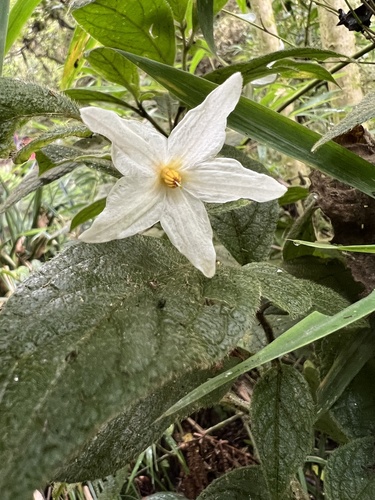 Lycianthes acutifolia (Lycianthes acutifolia)