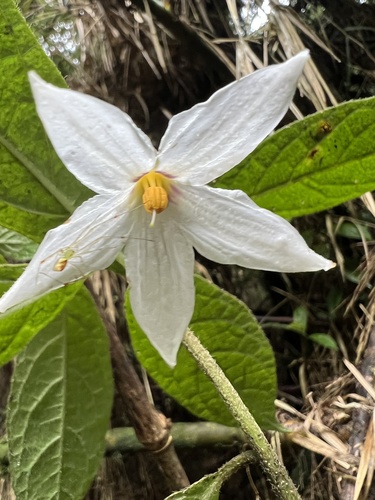 Lycianthes acutifolia (Lycianthes acutifolia)