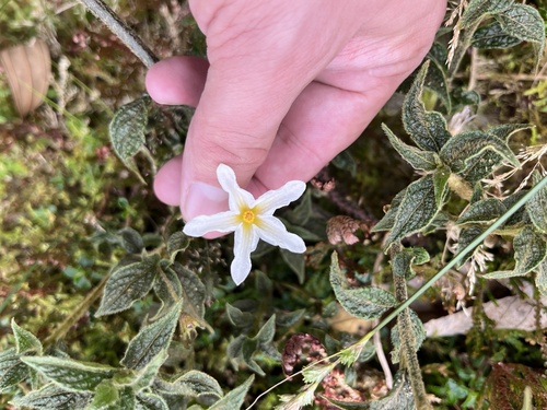 Lycianthes acutifolia (Lycianthes acutifolia)