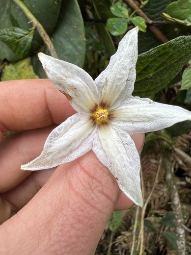 Lycianthes acutifolia (Lycianthes acutifolia)