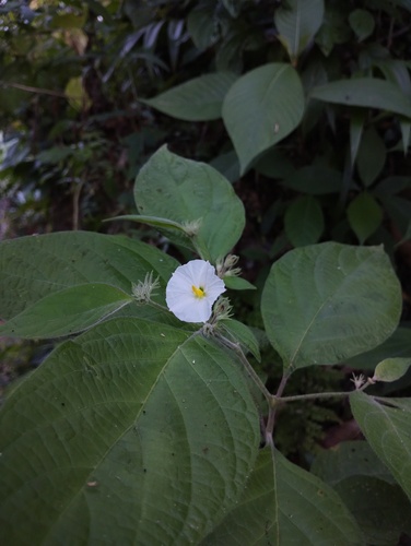 Lycianthes arrazolensis (Lycianthes arrazolensis)