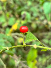 Lycianthes arrazolensis (Lycianthes arrazolensis)