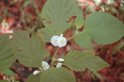 Lycianthes arrazolensis (Lycianthes arrazolensis)