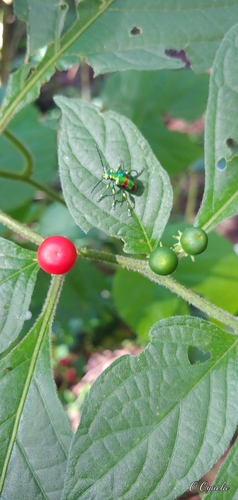 Lycianthes arrazolensis (Lycianthes arrazolensis)