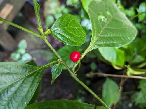 Lycianthes arrazolensis (Lycianthes arrazolensis)