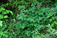 Lycianthes biflora (Lycianthes biflora)